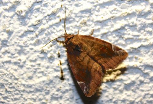 Réf. 243 628 : Cosmia pyralina